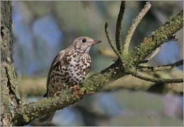 <p>DROZD BRÁVNÍK (Turdus viscivorus) /Mistel thrush - Misteldrossel/</p>